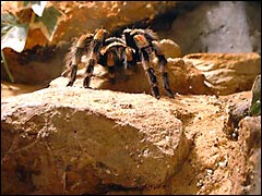 A big fat hairy spider in the Creepy Caves at Chessington