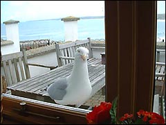 Hungry seagull at the window
