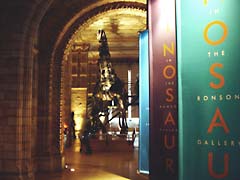 Looking into the Dinosaur area at the Natural History Museum