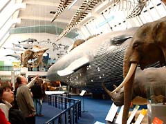 Natural History Museum: massive blue whale