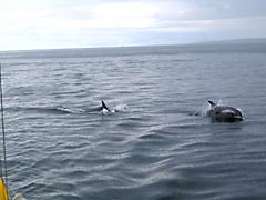 Two dolphins swim up to the Sailingwild boat!