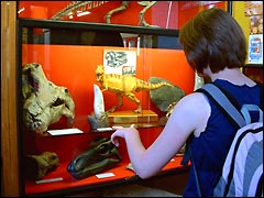 Dorchester's Dinosaur Museum exhibit
