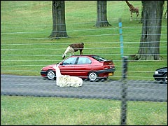 A llama about to get run over on the roadway at Longleat