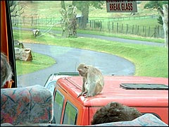 This monkey looks like he's having a c**p on the vehicle at Longleat!