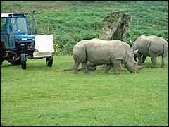 Rhinos at Longleat
