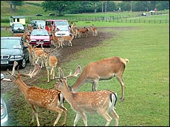 Deer feeding at Longleat Safari Park