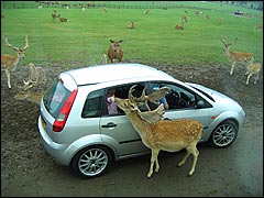 Deer oh deer, next time can you bring strawberry flavour animal feed please?