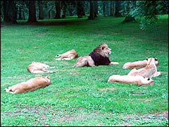 A pride of lions at Longleat Safari Park