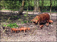 Piglets with Mum at Weald & Downland Museum