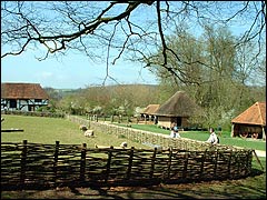 Weald & Downland Open Air Museum: Bayleaf Farmstead field of newly born lambs