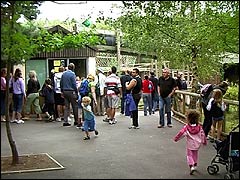 The crowds looking round Monkey World in Dorset