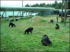 Chimpanzee enclosure at Dorset's Monkey World
