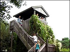 Elevated viewing area at Monkey World, Dorset