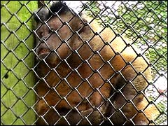A hungry Capuchin monkey at Monkey World