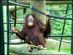 Monkey World: an Orangutan