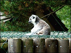 Ring-tailed Lemur at Monkey World in Dorset