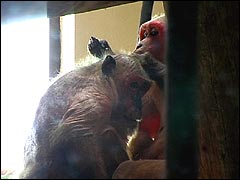 Monkey World: stump-tailed Macaques