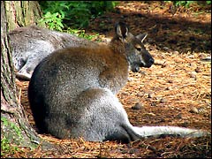 New Forest: a wallaby in Wallaby Wood