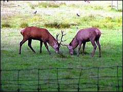 Duelling Deer at the Otter, Owl & Wildlife Park in the New Forest