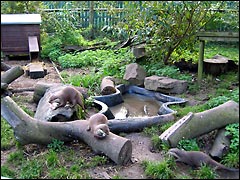 New Forest Otter, Owl & Wildlife Park: the otters enjoying their food