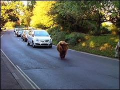 New Forest ponies and cattle stating their right-of-way on the road!