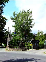Flag (Abour) tree at Aston-on-Clun in Shropshire