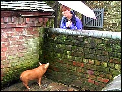 Little pig in the rain at Acton Farm
