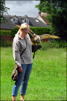 Falconry demonstration at Mary Arden's Farm