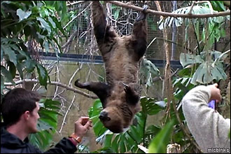 Sloth feeding at Amazon World on the Isle of Wight