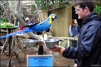Monty being fed at Amazon World, Isle of Wight