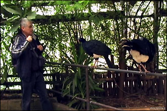Scary birds at the Isle of Wight's Amazon World
