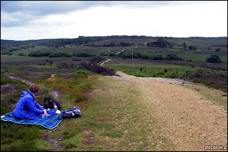 Picnic in the the open heath of the New Forest