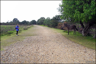 Pony encounter on the Castleman's Corkscrew trail