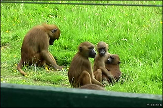 Guinea baboons at Port Lympne