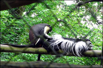 Diana monkeys at Port Lympne Animal Park in Kent