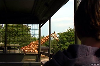 Giraffe crossing the path of the safari truck at Port Lympne