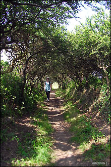 Shady path from St Davids in Pembrokeshire