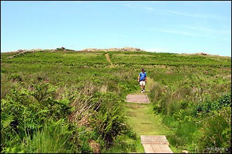 Walking across Pembrokeshire's Skomer Island