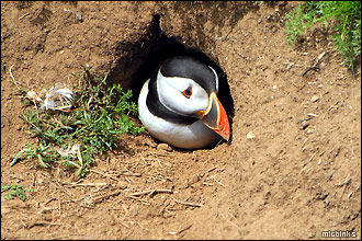 Pembrokeshire: puffin in nesting burrow on Skomer