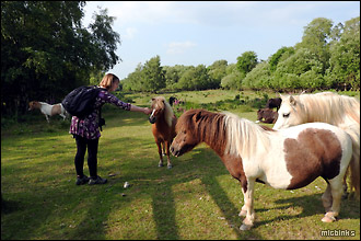 Purbeck Way ponies at Stoborough Heath
