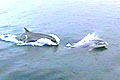 Dolphins swimming alongside the boat on the Moray Firth